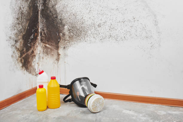 Best Residential Mold Removal  in Cut Bank, MT