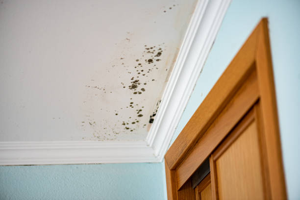 Professional Mold Removal in Cut Bank, MT