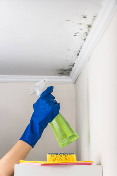 Mold Testing and Removal in Cut Bank, MT