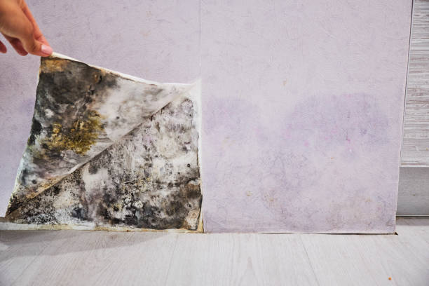 Best Mold Removal Company Near Me  in Cut Bank, MT